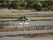 Bird watching in the salt marshes